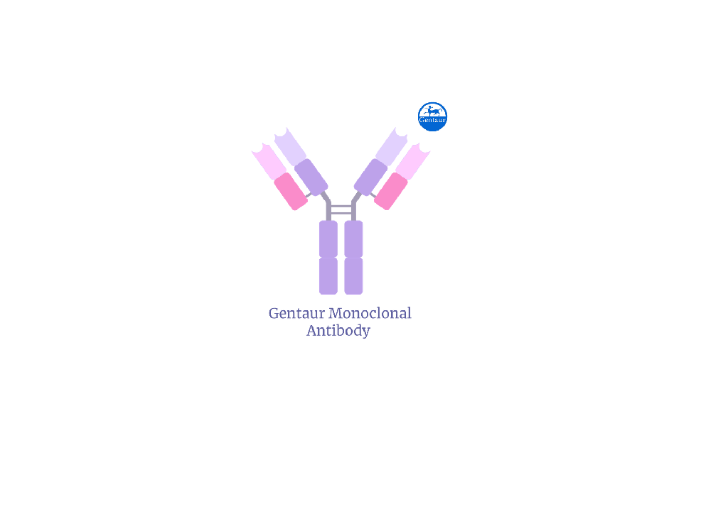 Rabbit Anti 2019-nCoV Spike Monoclonal Ant